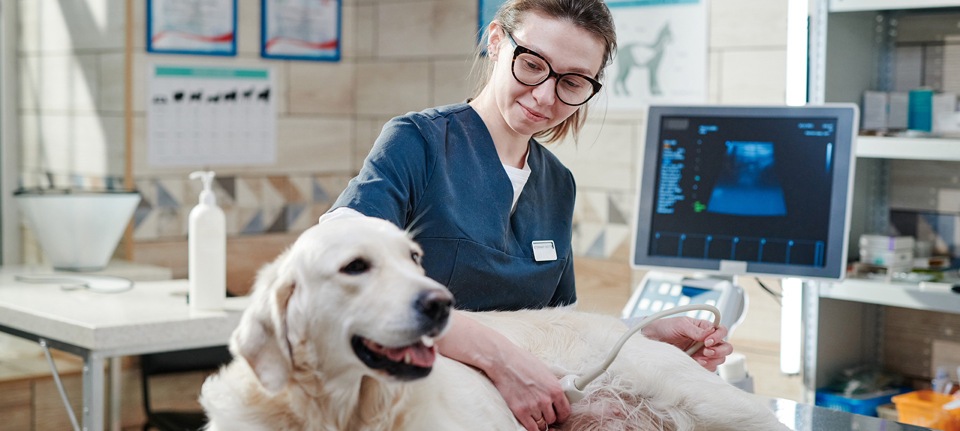 Veterinarian analyzing the health of animal